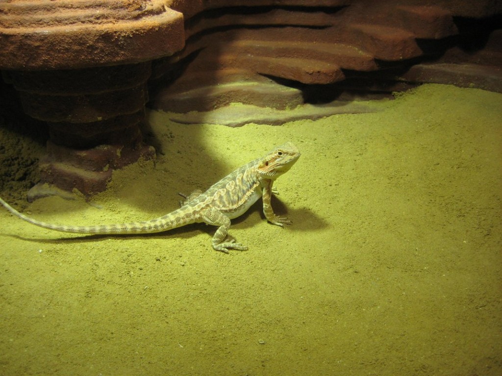Terrariumbau_2013_033