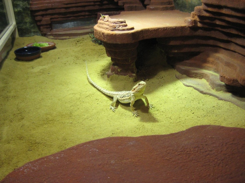 Terrariumbau_2013_034