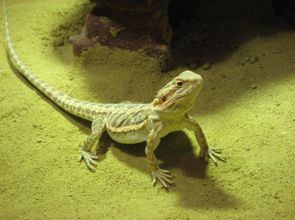 Terrariumbau_2013_035