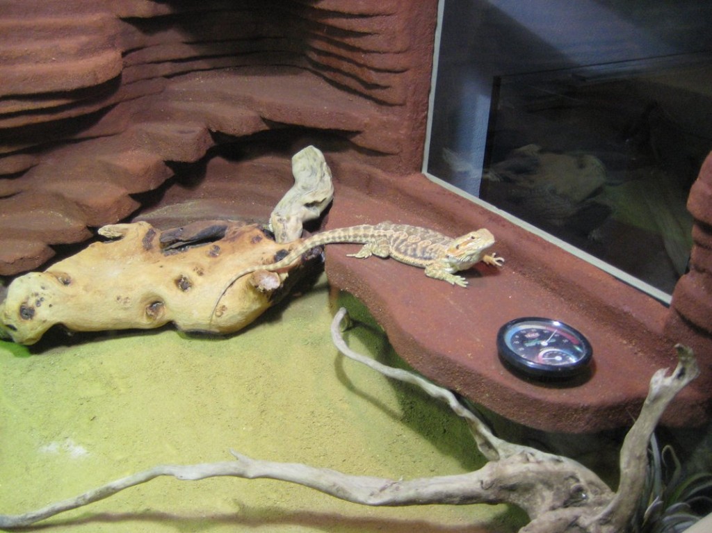 Terrariumbau_2013_036