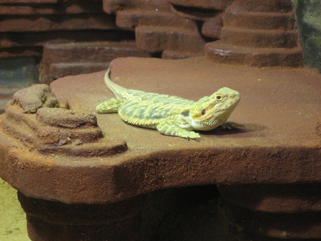 Terrariumbau_2013_038