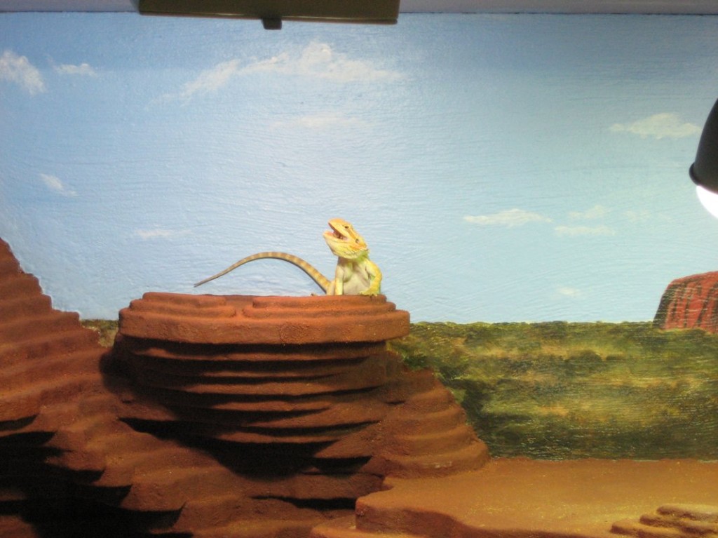 Terrariumbau_2013_042