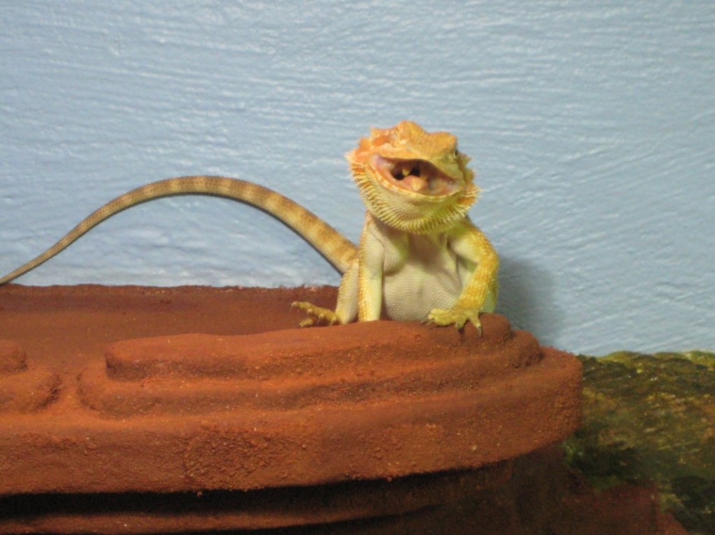 Terrariumbau_2013_043