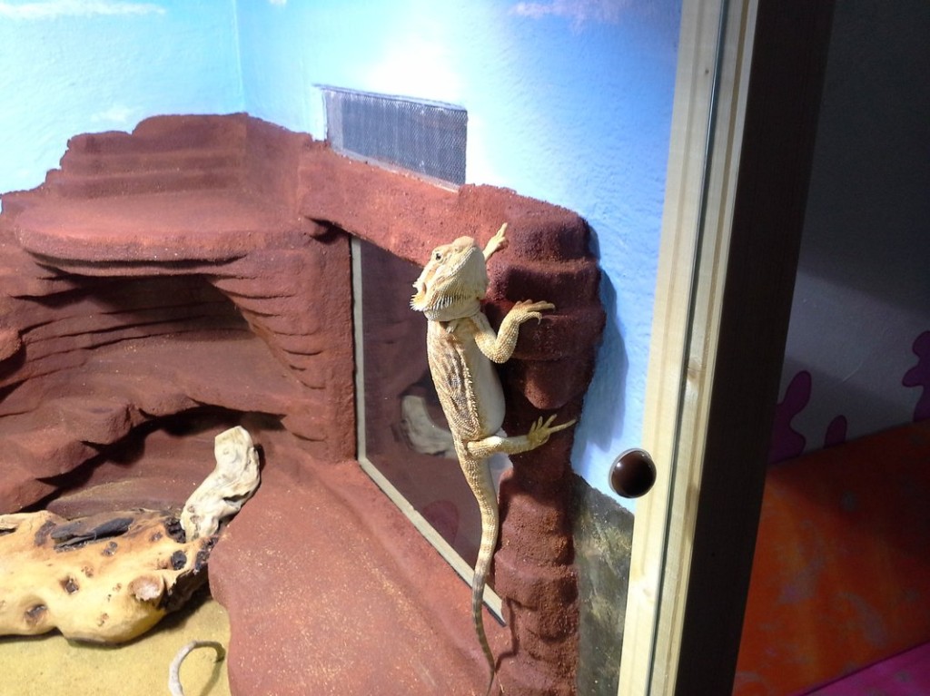 Terrariumbau_2013_046